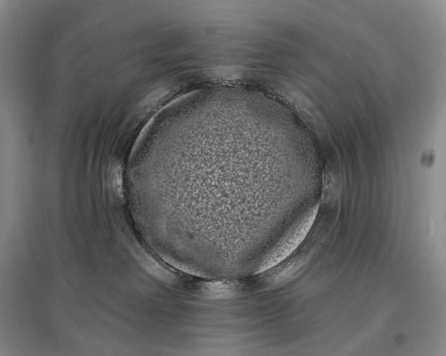 X0000097290238200802291758