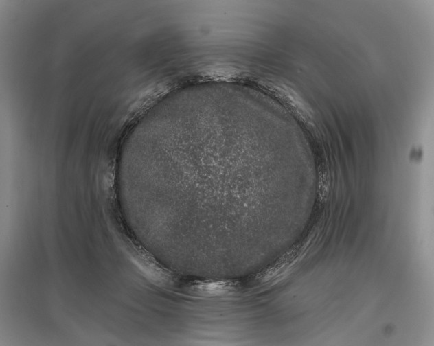 X0000097290365200802291756