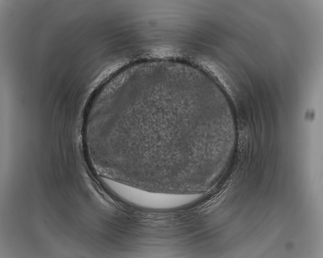 X0000097290443200802291755