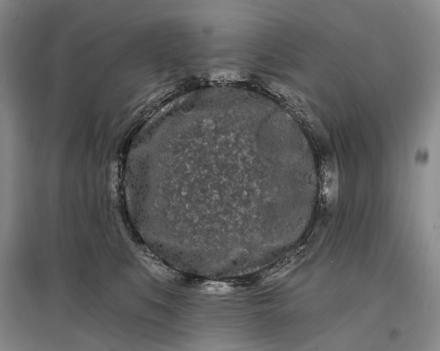X0000097290519200802291754