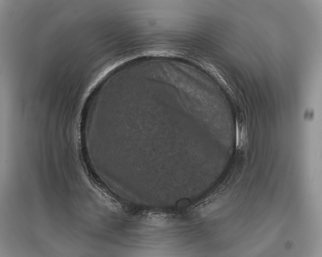 X0000097290531200802291753