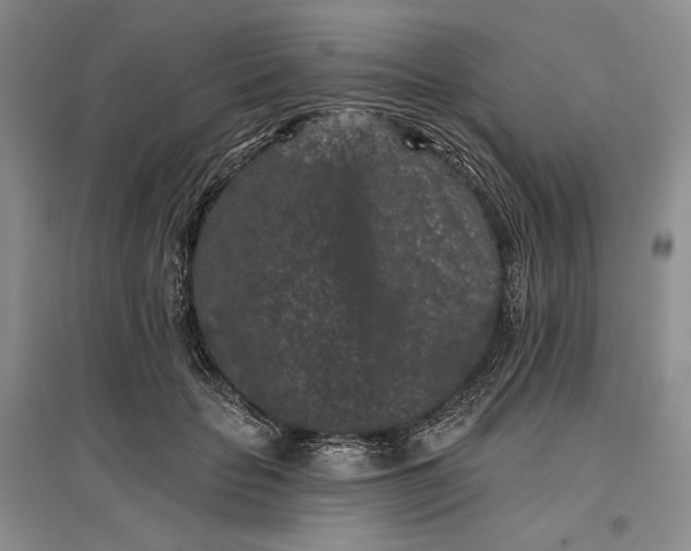 X0000097290653200802291752