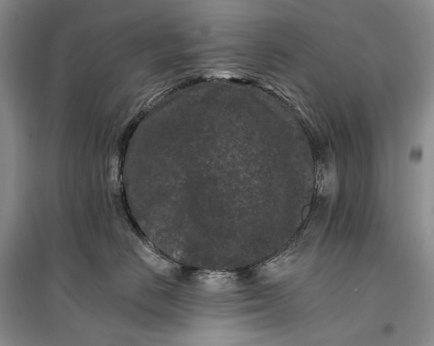 X0000097290670200802291752