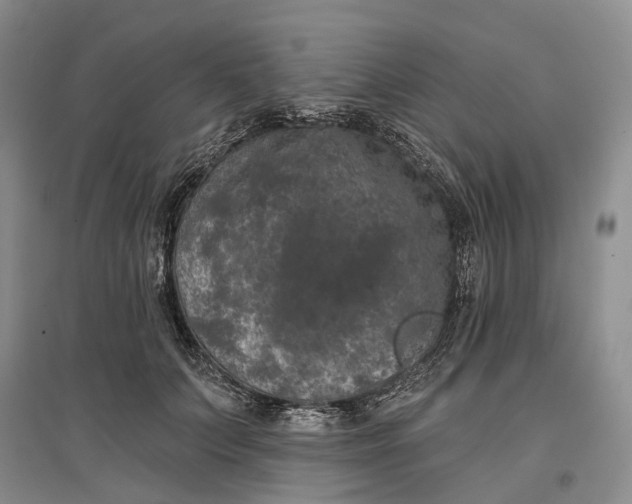 X0000097290703200802291751