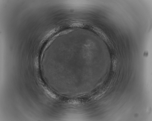 X0000097290729200802291750