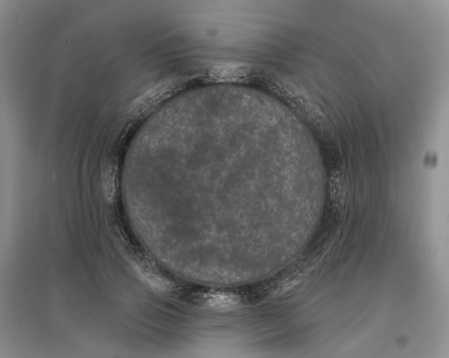 X0000097290741200802291750