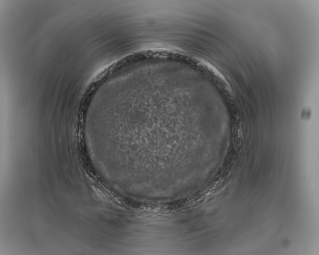X0000097290775200802291750