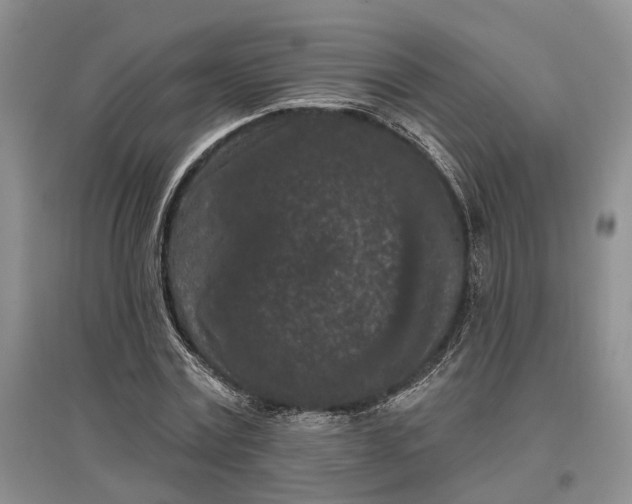 X0000097290779200802291750