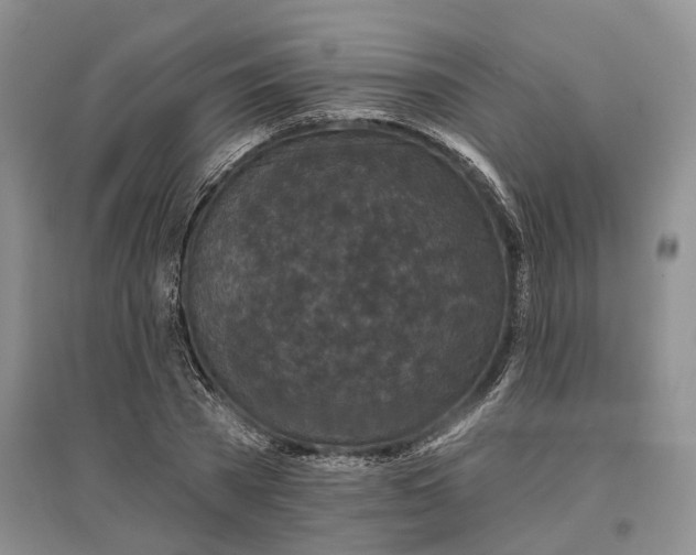X0000097290785200802291750