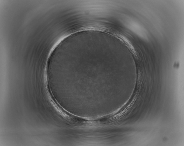 X0000097290796200802291750
