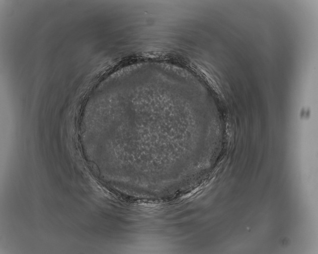 X0000097290817200802291749