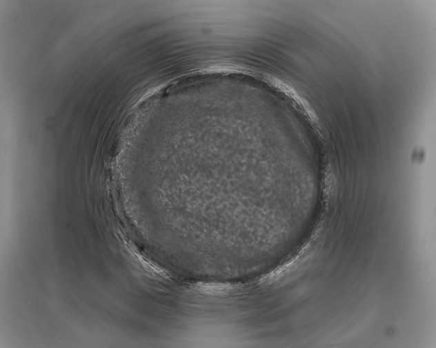 X0000097290825200802291749