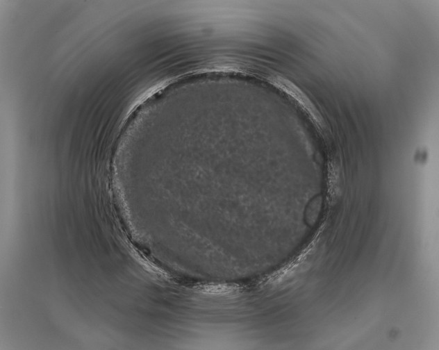 X0000097290826200802291749