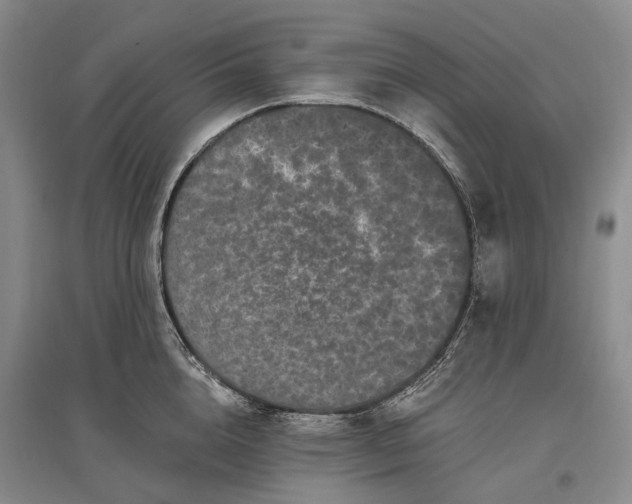 X0000097290856200802291749