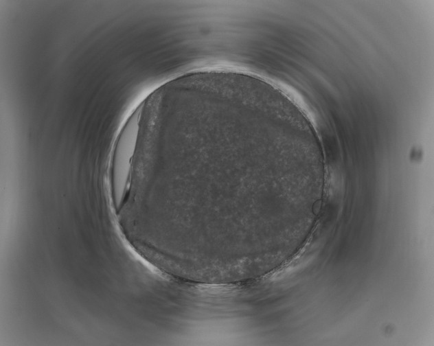X0000097290863200802291749