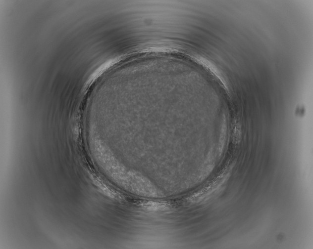 X0000097290874200802291748