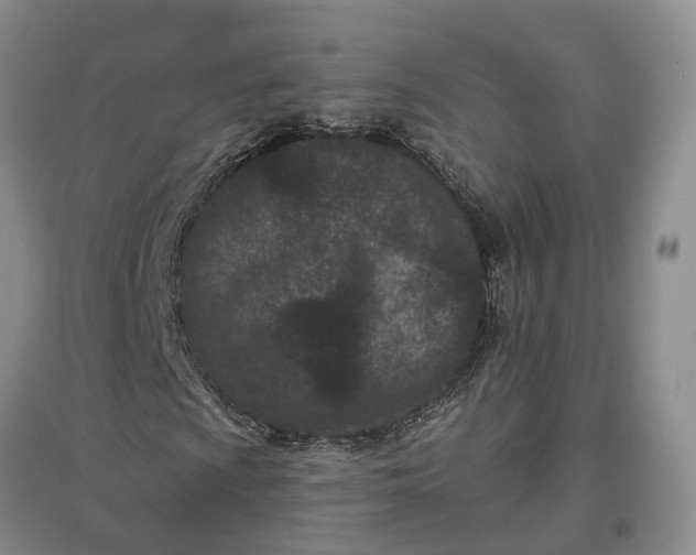 X0000097291009200802291745