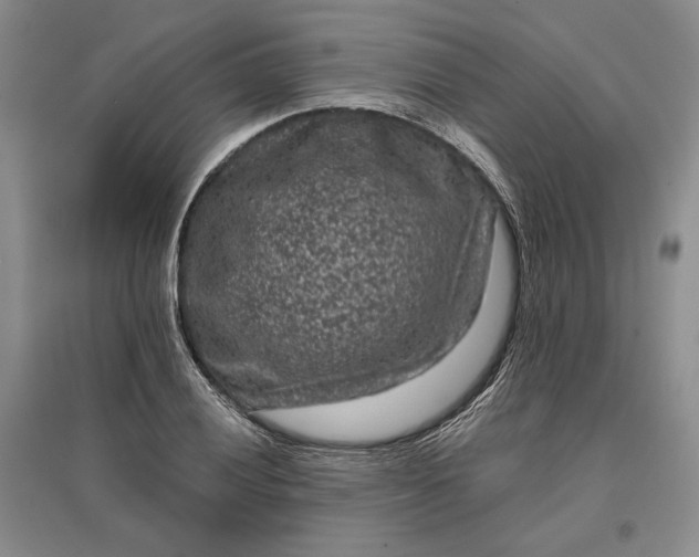 X0000097291028200802291746