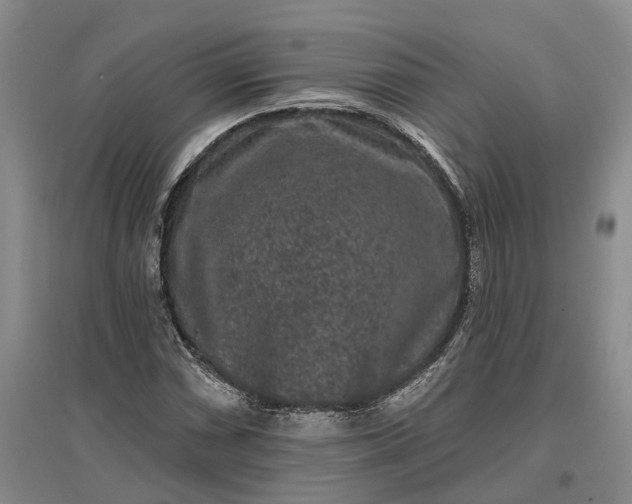 X0000097291066200802291745