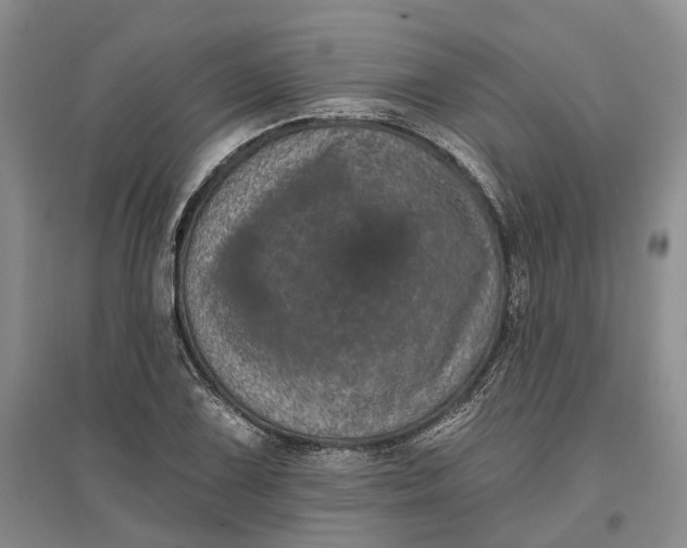 X0000097291075200802291745