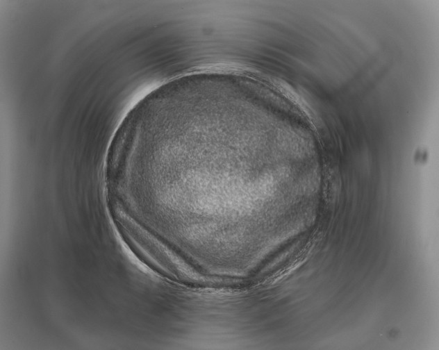X0000097291087200802291745