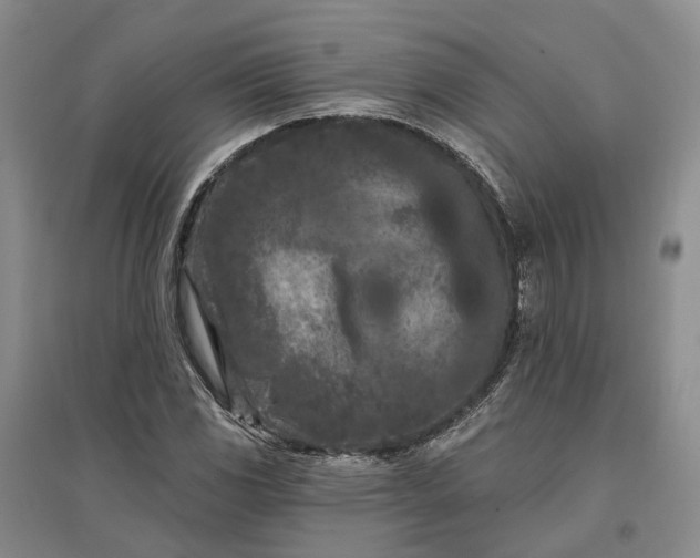 X0000097291117200802291744