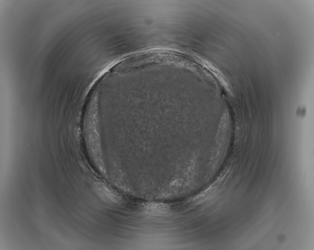 X0000097291170200802291744