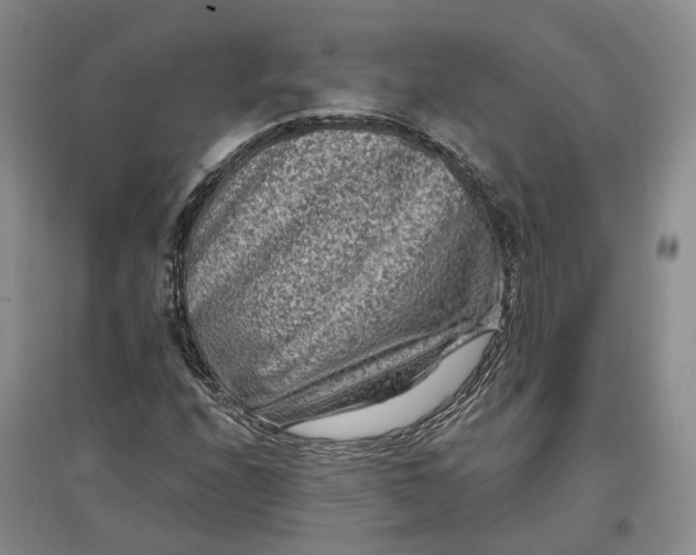 X0000097291208200802291742