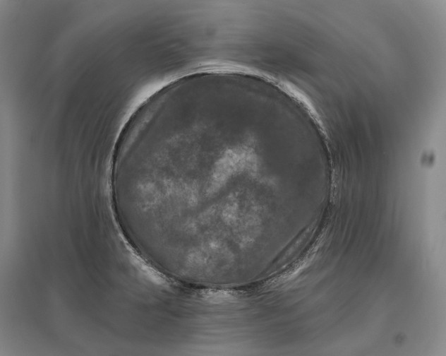 X0000097291231200802291743