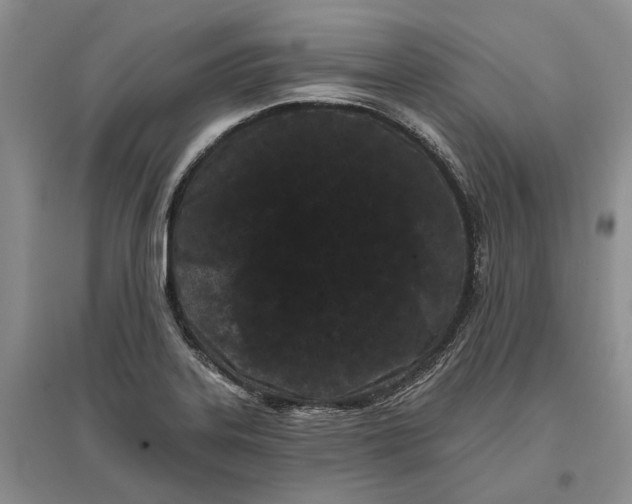 X0000097291323200802291741