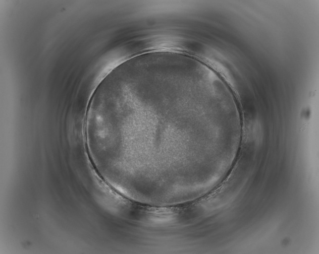 X0000097291338200802291741