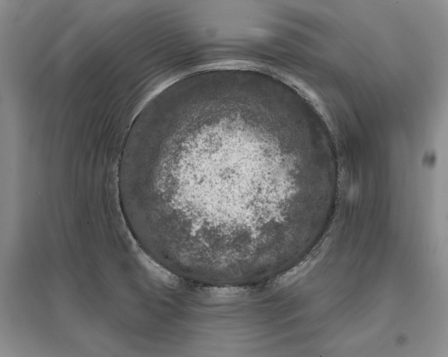 X0000097291425200802291739