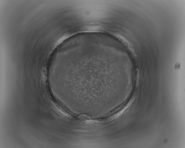X0000097291449200802291739