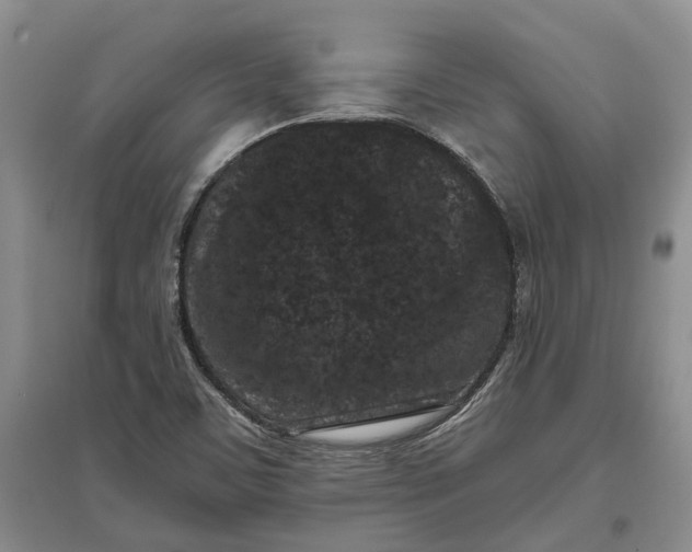 X0000097291459200802291739