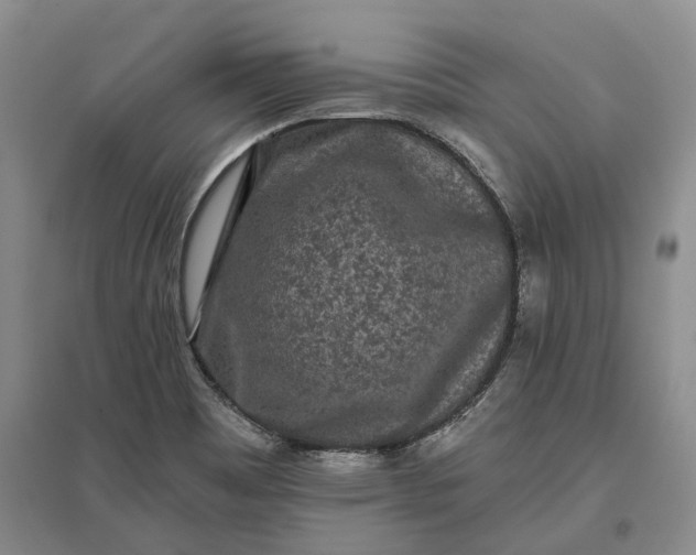 X0000097291465200802291739