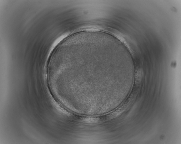 X0000097291466200802291739