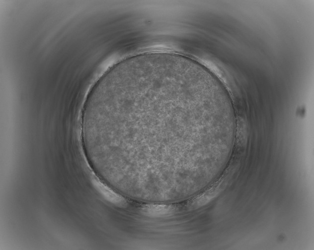 X0000097291474200802291739