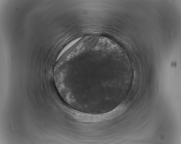 X0000097290048200803071741