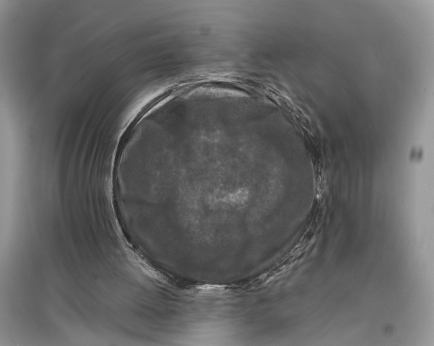 X0000097290052200803071740