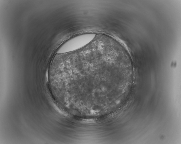 X0000097290061200803071740