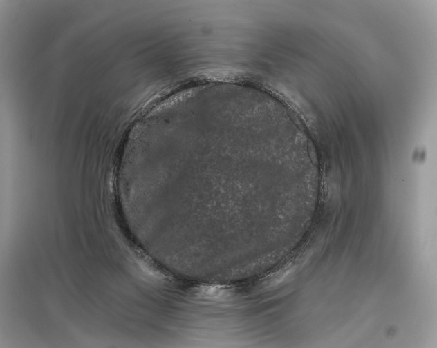 X0000097290117200803071740