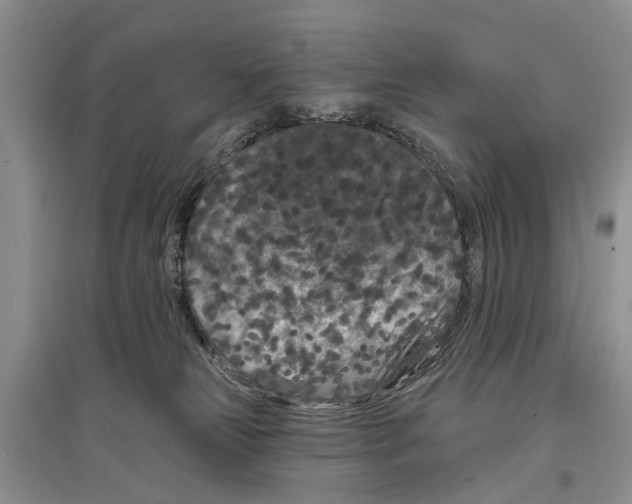 X0000097290181200803071739