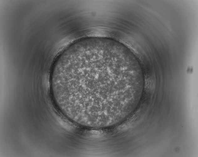 X0000097290302200803071737