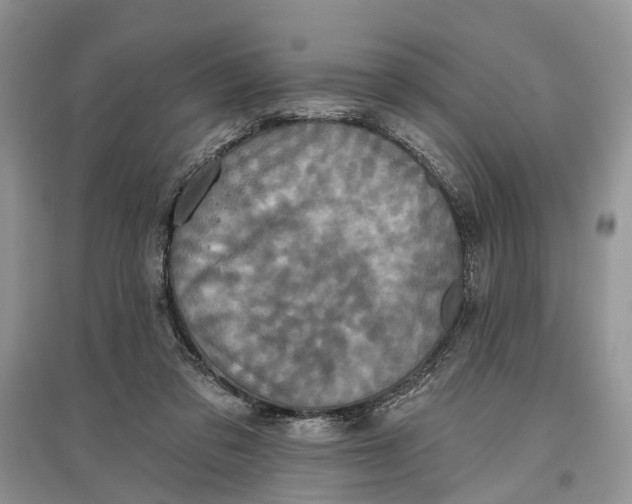 X0000097290309200803071737