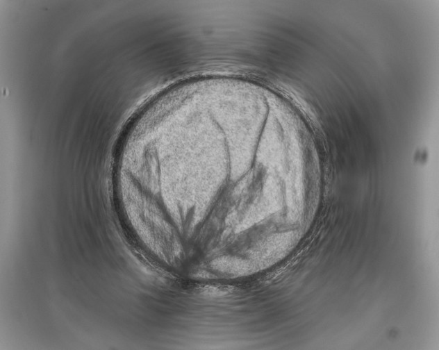 X0000097290346200803071736