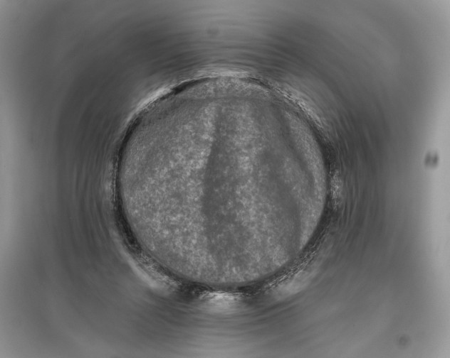 X0000097290352200803071736