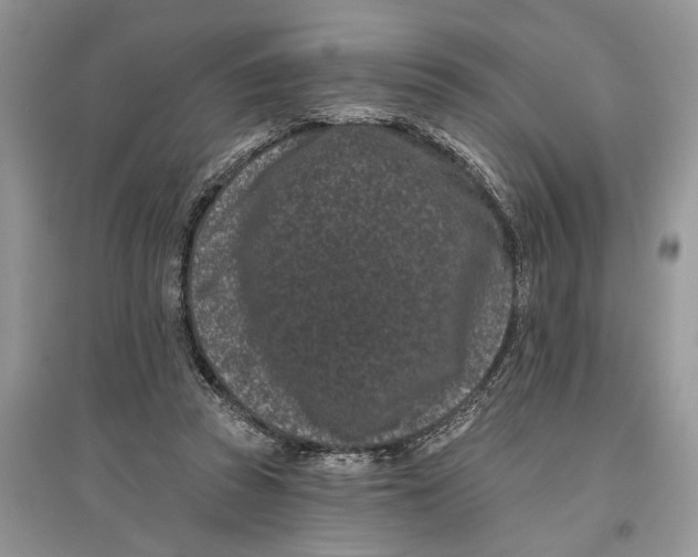 X0000097290353200803071736