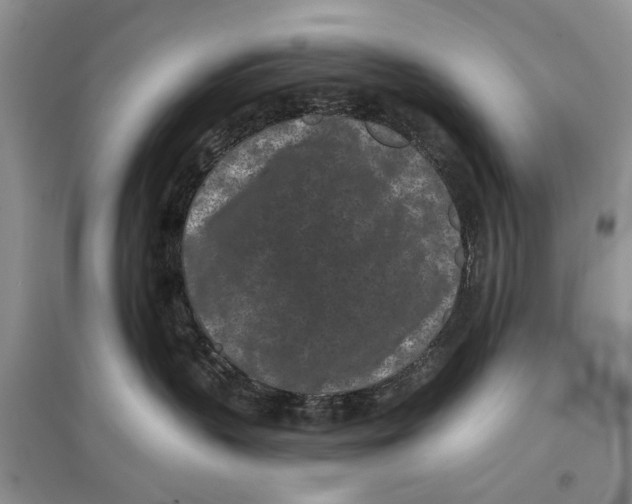 X0000097290383200803071737