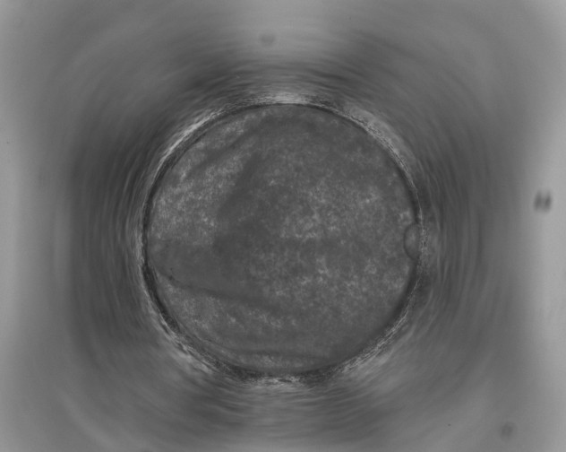 X0000097290386200803071736