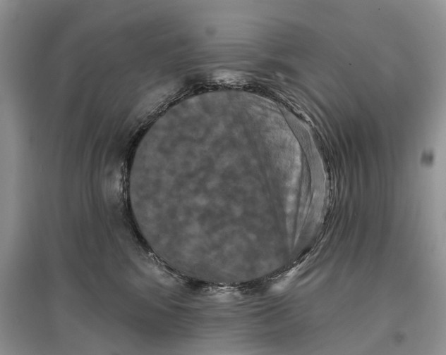 X0000097290424200803071736